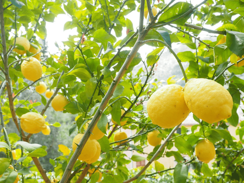 فوائد الليمون لحب الشباب‎‏