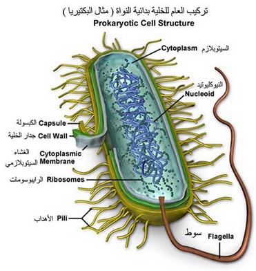 معلومات عن البكتيريا