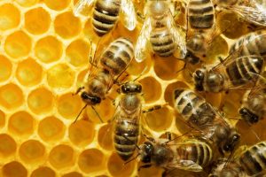 النحل ثلاثة أنواع ما هي
