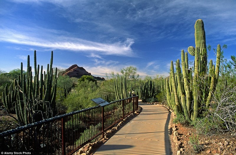 اجمل الحدائق في العالم- الحديقة النباتية الصحراوية، أريزونا، الولايات المتحدة الأميركية