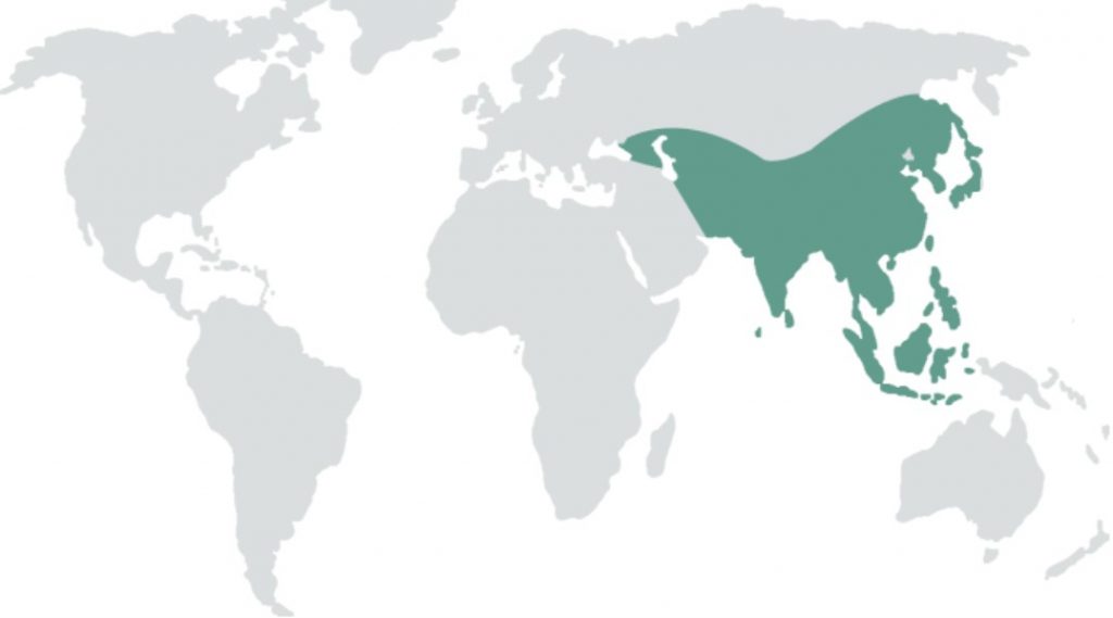 عدد الدول العربية في قارة آسيا