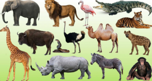 إذاعة مدرسية هل تعلم عن الحيوانات