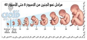 مراحل نمو الجنين قبل الولادة احياء