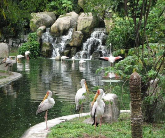 رحلتي الى ماليزيا العرب المسافرون - حديقة الطيور