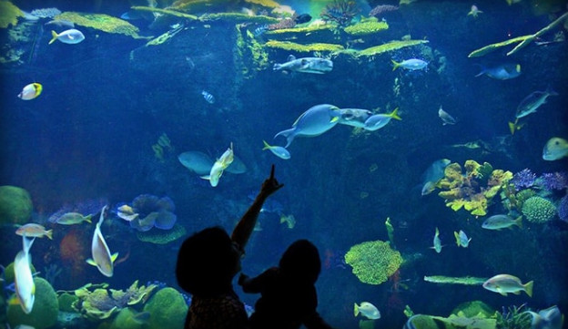 السياحة في بانكوك - عالم المحيط سي لايف